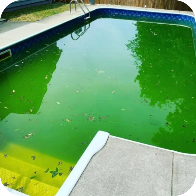 Dirty Green Algae Pool